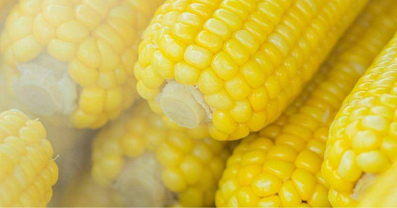 Pexels/NEOSiAM 2024+